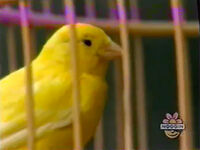 The canary