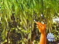 Oobi-shorts-Pretend-Wind-opening.jpg (72 KB) Kako in the forest