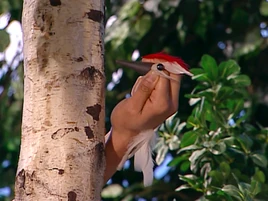 Oobi-Frieda-Friend-woodpecker