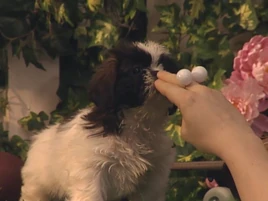 Oobi-Kako's-Puppy-playing