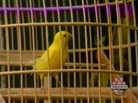 The canary finally chirps