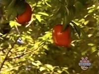 Oobi-shorts-Apple-Picking-opening.jpg (49 KB) The apple