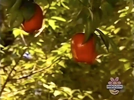 Oobi-shorts-Apple-Picking-opening