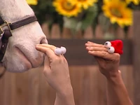 Oobi-Petting-Zoo-petting-the-horse.png (562 KB) Petting the horse
