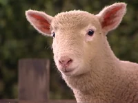 Oobi-Petting-Zoo-lamb-close-up.png (587 KB) Close-up of the lamb