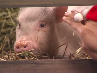 Oobi-Petting-Zoo-petting-the-pig.png (571 KB) Petting the pig