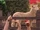 Petting Zoo!/Transcript