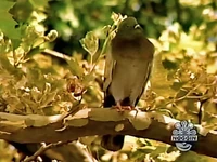 Oobi Nature 4.jpg (61 KB) The pigeon