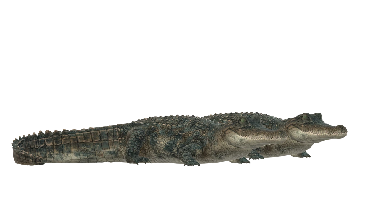 The Alligators Ooops! Noah Is Gone... Wiki Fandom