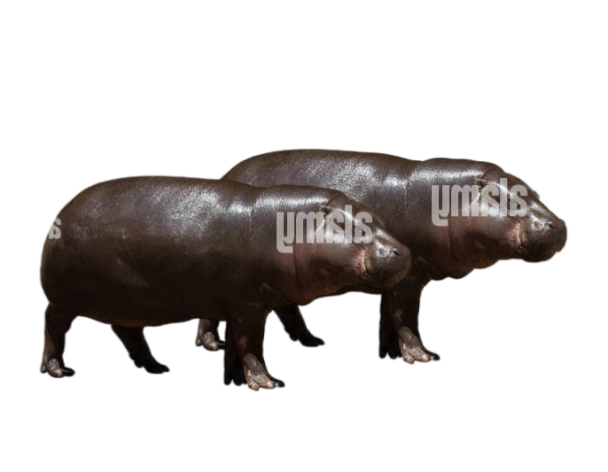 The Pygmy Hippos Ooops! Noah Is Gone... Wiki Fandom