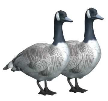 Canada goose animal wiki hotsell
