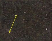 Lost piglet path