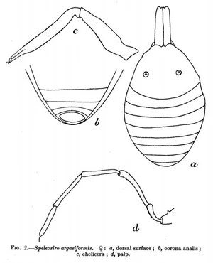 Speleosiro argasiformis