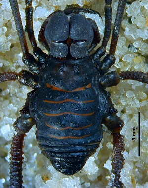 Dorsal-3mm