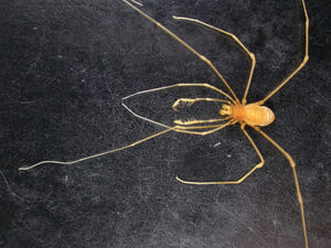 Giupponia chagasi female paratype MNRJ dorsal