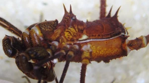 Unidentified cranaid from Colombia