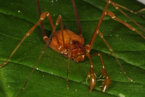 SodreanaGranultaSAntonioPinhalMaio09i1062.jpg (2.88 MB) Sodreana granulata from Paraná, female. Photo Copyright © Ricardo Pinto-da-Rocha.