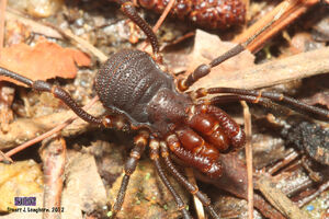 Paramitraceras sp., Honduras from flickr [1]. Copyright © by Stuart Longhorn [2].