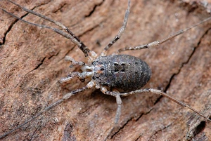 Protolophus singularis, female