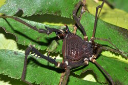 Discocyrtanus bugre, male from Mato Grosso, Brazil. Photo copyright (c) Adriano B. Kury. Used with permission.