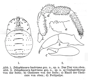 Dilophiocara bactriana