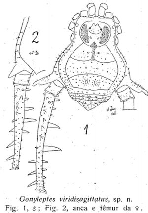 Gonyleptes viridisagittatus