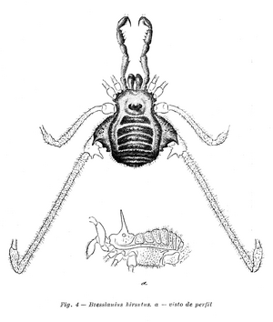 Bresslauius hirsutus ML-1935b