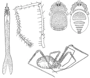 Crosbycus dasycnemus composite