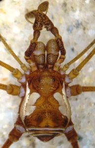 Unidentified cranaid from Colombia