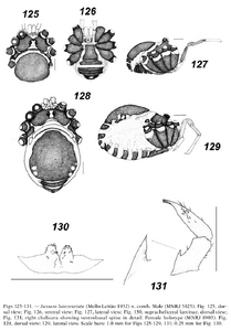 Jussara luteovariata (Mello-Leitão, 1932) (from Tourinho & Kury, 2003)