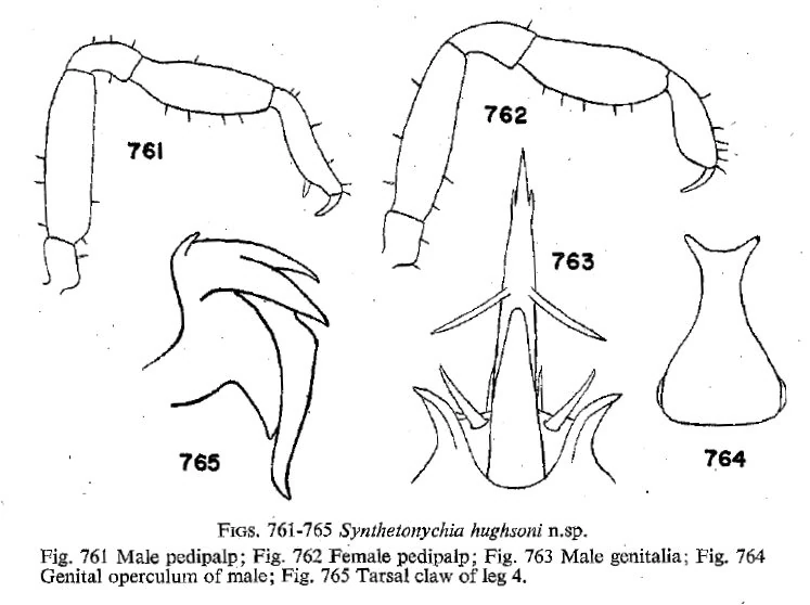 Synthetonychia highsoni Opiliones Wiki Fandom