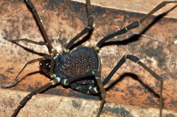 Discocyrtanus bugre, female from Mato Grosso, Brazil. Photo copyright (c) Adriano B. Kury. Used with permission.