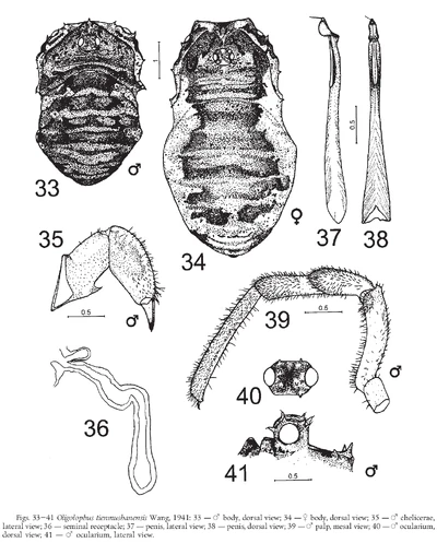 Oligolophus tienmushanensis Wang, 1941