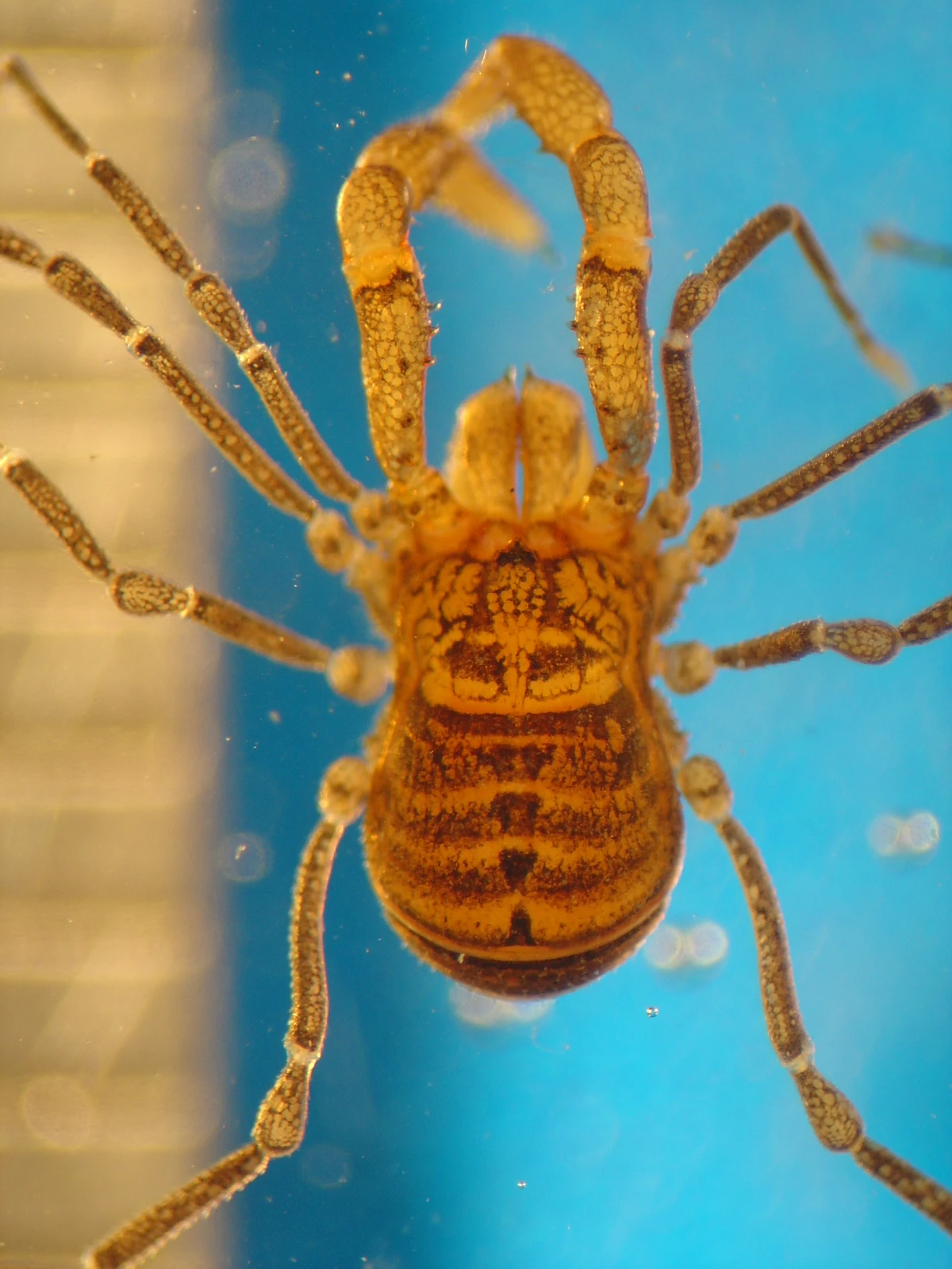 Triaenonychinae Opiliones Wiki Fandom