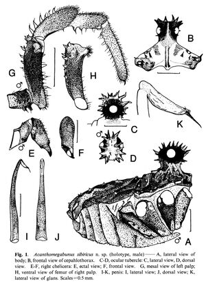 Acanthomegabunus sibiricus Tsurusaki, Chemeris & Logunov, 2000