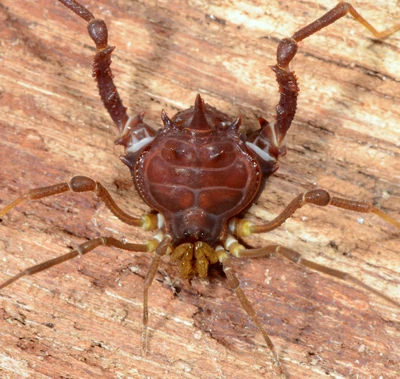 M. neptunus Mendes, 2011 Adult male from São José da Vitória, BA. Photo Copyright © Arthur Anker & Pedro H. Martins. Used with permission.