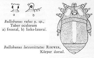 B. luteovittatus (dorsal); B. rufus (Eye tubercle) (from Roewer, 1955b)