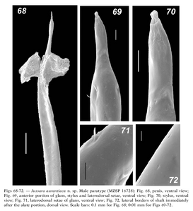 Jussara aurantiaca Tourinho & Kury, 2003 (from original description)