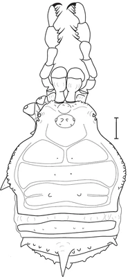 M. neptunus. Female paratype IBSP 447. Dorsal view. Scale bar = 1mm. From original description.[1]