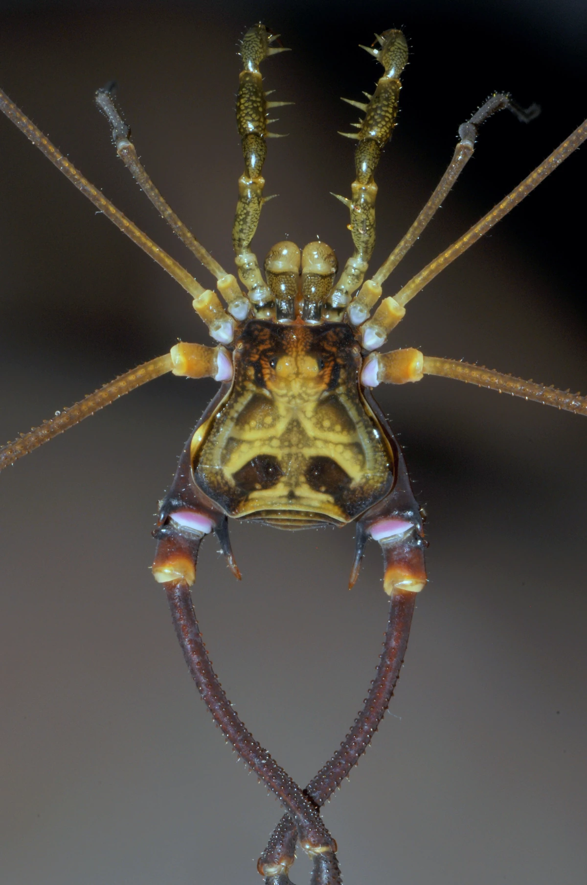 Goniosoma macracanthum Opiliones Wiki Fandom