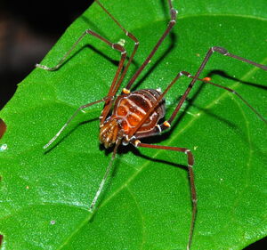 Gonyleptes gonyleptoides (Soares & Soares, 1945). Adult female from Santa Teresa, ES. Photo Copyright © Pedro H. Martins.