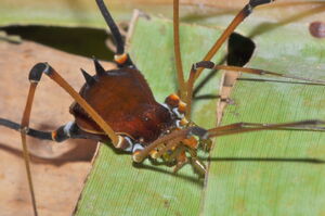 Cadeadoius niger (Mello-Leitão, 1935), female from Banhado, PR, photo (c) AB Kury.