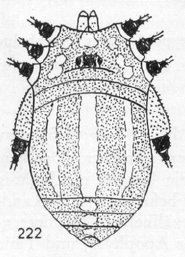 Cervibunus Opiliones Wiki Fandom