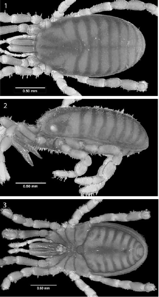 Troglosiro Opiliones Wiki Fandom