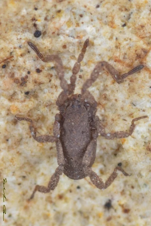 0002 Anelasmocephalus brignolii