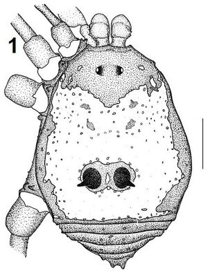 M. melanacanthus