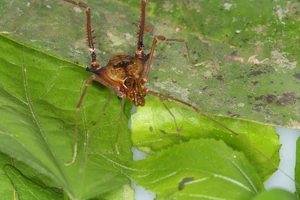 Sodreana inscripta (Mello-Leitão, 1939), male. Photo Copyright © Manuel Antunes