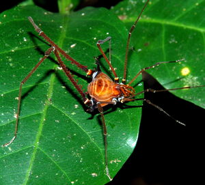 Gonyleptinae - Gonyleptes gonyleptoides (Soares & Soares, 1945). Adult male from Santa Teresa, ES.  Photo Copyright © Pedro H. Martins.