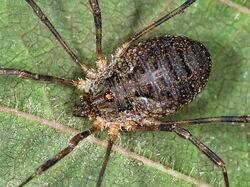 Lacinius dentiger (C.L.Koch, 1848) – female from Serbia, Fruška Gora. Photo Copyright © Dragiša Savić, from Nature Photography [2].