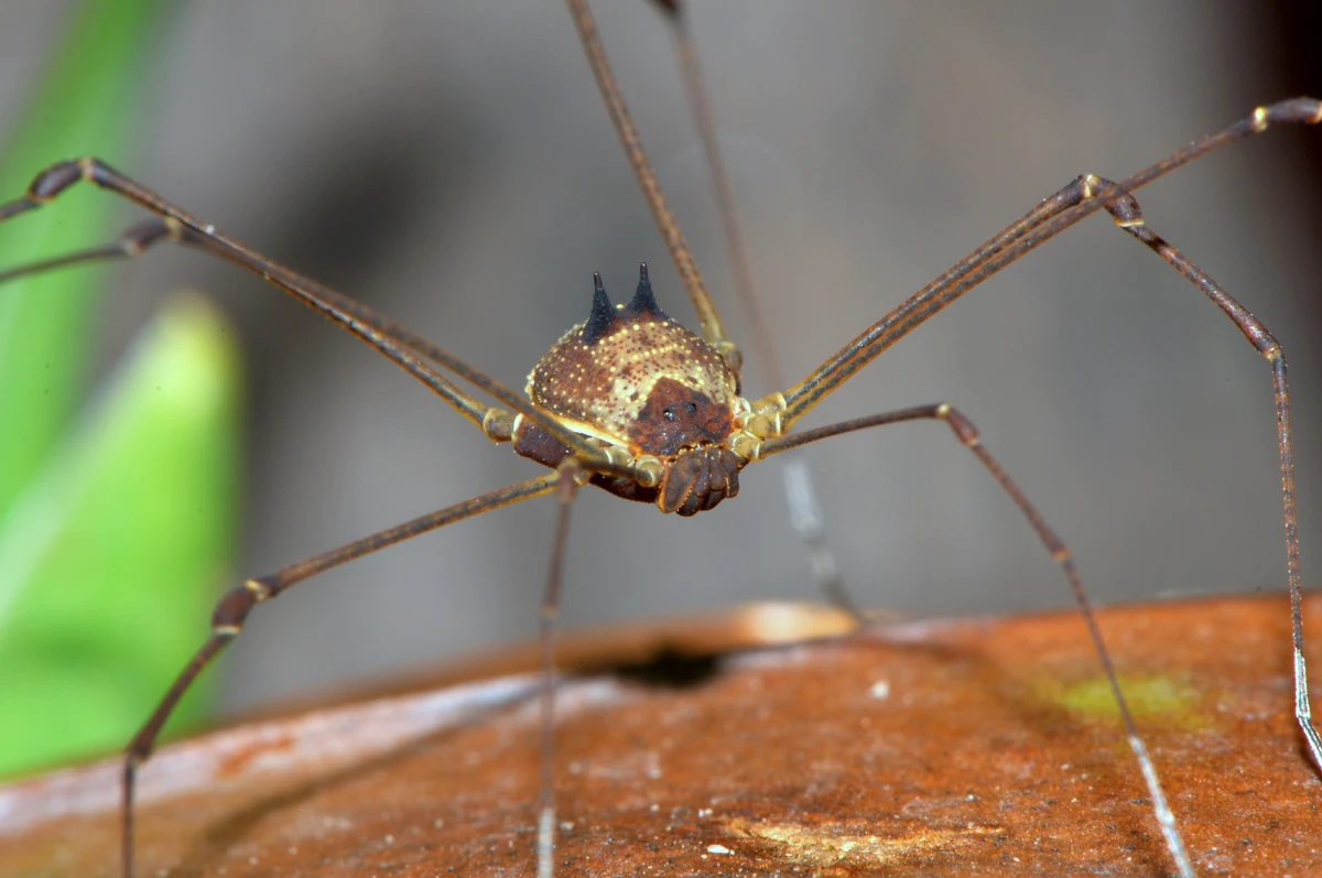 Paecilaema melanacanthum Opiliones Wiki Fandom